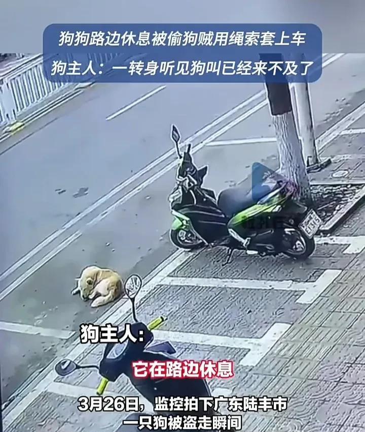 太猖狂了！3月26日，广东汕尾一名男子发视频称，自己带着孩子在家门口玩耍，养的小