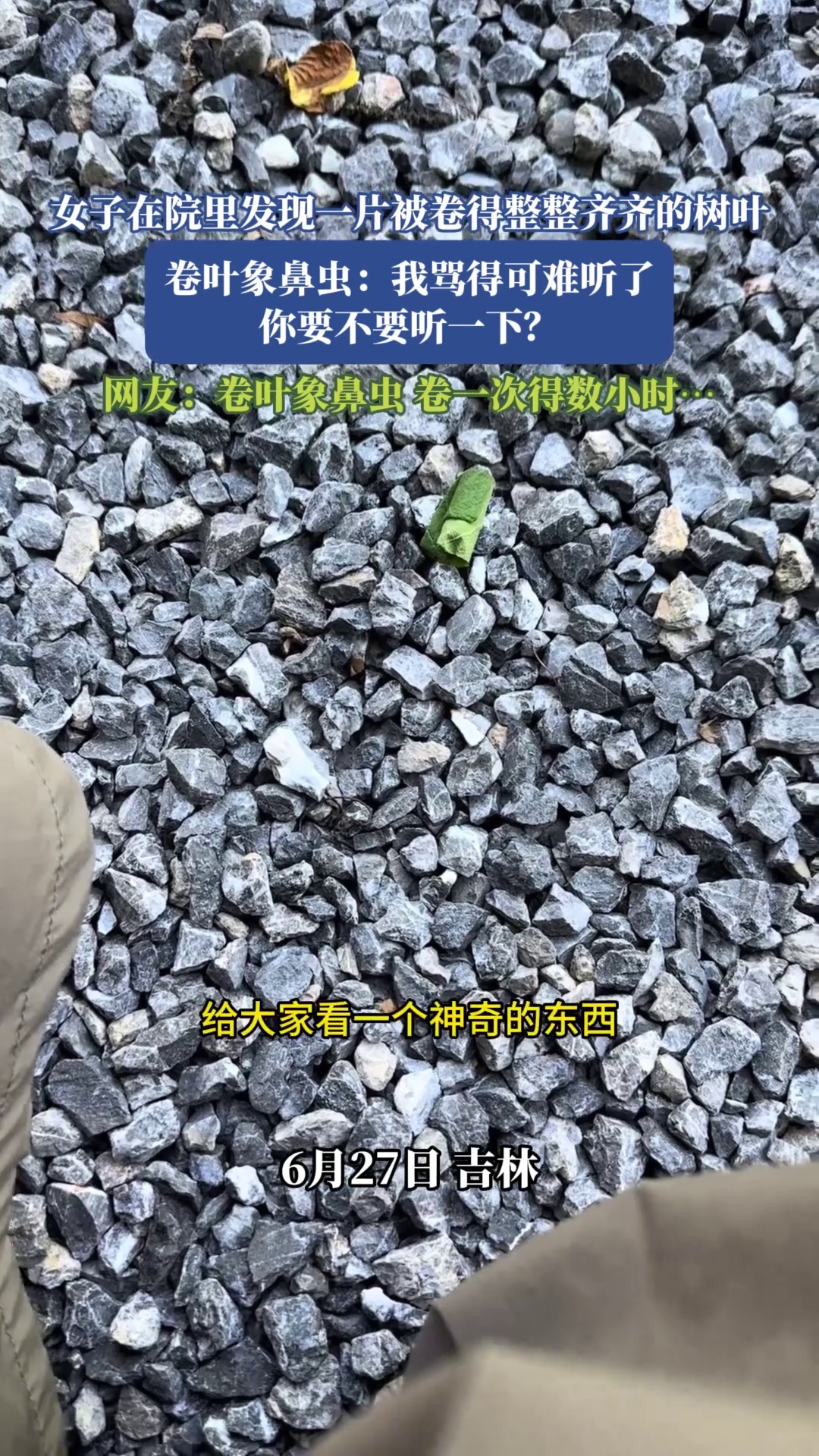 女子在院里发现一片被卷得整整齐齐的树叶，卷叶象鼻虫：我骂得可难听了，你要不要听一