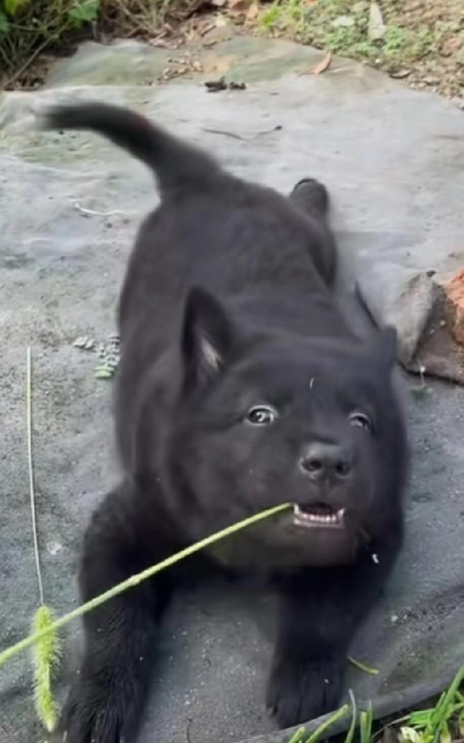 花了1000多，买了一只五黑犬，既调皮又可爱，大家觉得值得吗？
这家伙真的是全身