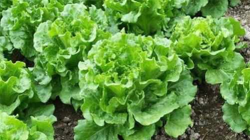 生菜种植全攻略：从培育到收获的关键要点