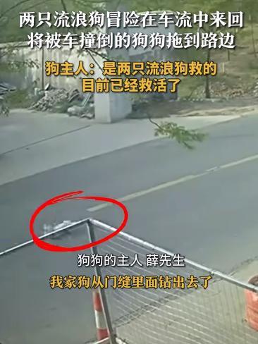 “太有灵性了！”江苏，一只狗被车撞飞，倒在马路中间一动不动，期间没有一辆车停下来