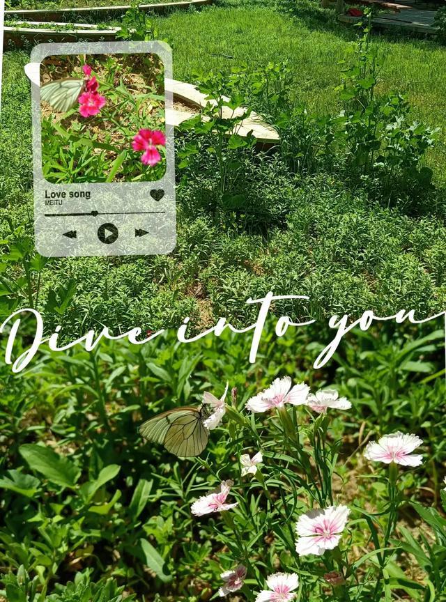#随手拍的花分享#
夏日的小区绿意融融，花香阵阵，蝶儿纷飞，鸟儿鸣翠，一派美景哈