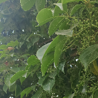 茅台飞天容易醉