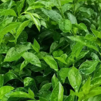 勤奋努力干活的我