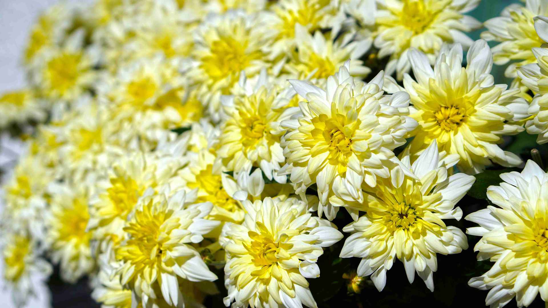 多肉配土进阶版，地域气候适配公式，南方北方两种方案