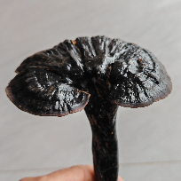 紫的嘿嘿