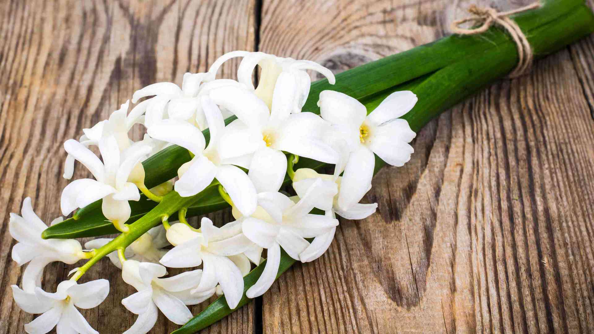 象足漆树破皮修复术，愈伤组织激活秘诀，暗藏致命细节