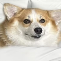 兜兜小贝儿