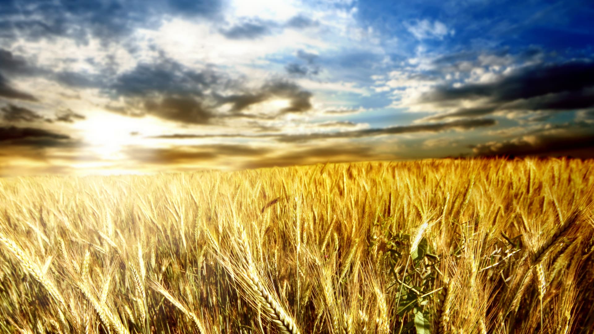 江南水乡，玉米节水灌溉效率高且环保