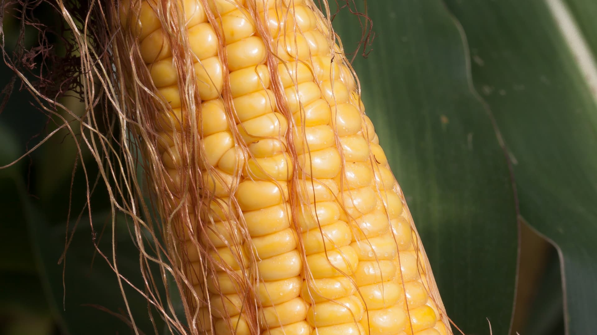 田园施肥误区，韭菜施肥矫正技巧