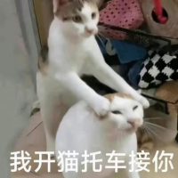 凑猫看风景
