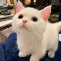 春田花花啊