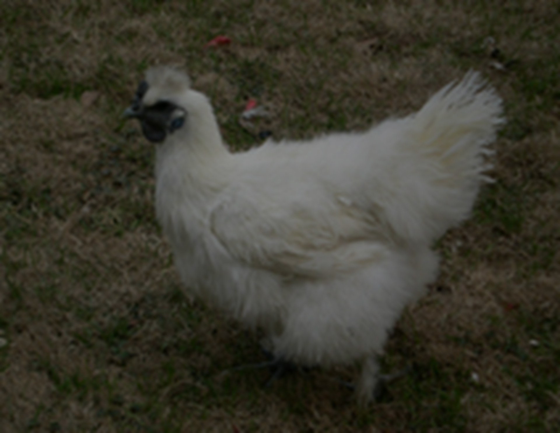 丝羽乌骨鸡品牌包装, 非遗工艺赋能, 礼盒设计创新, 溢价达5成以上