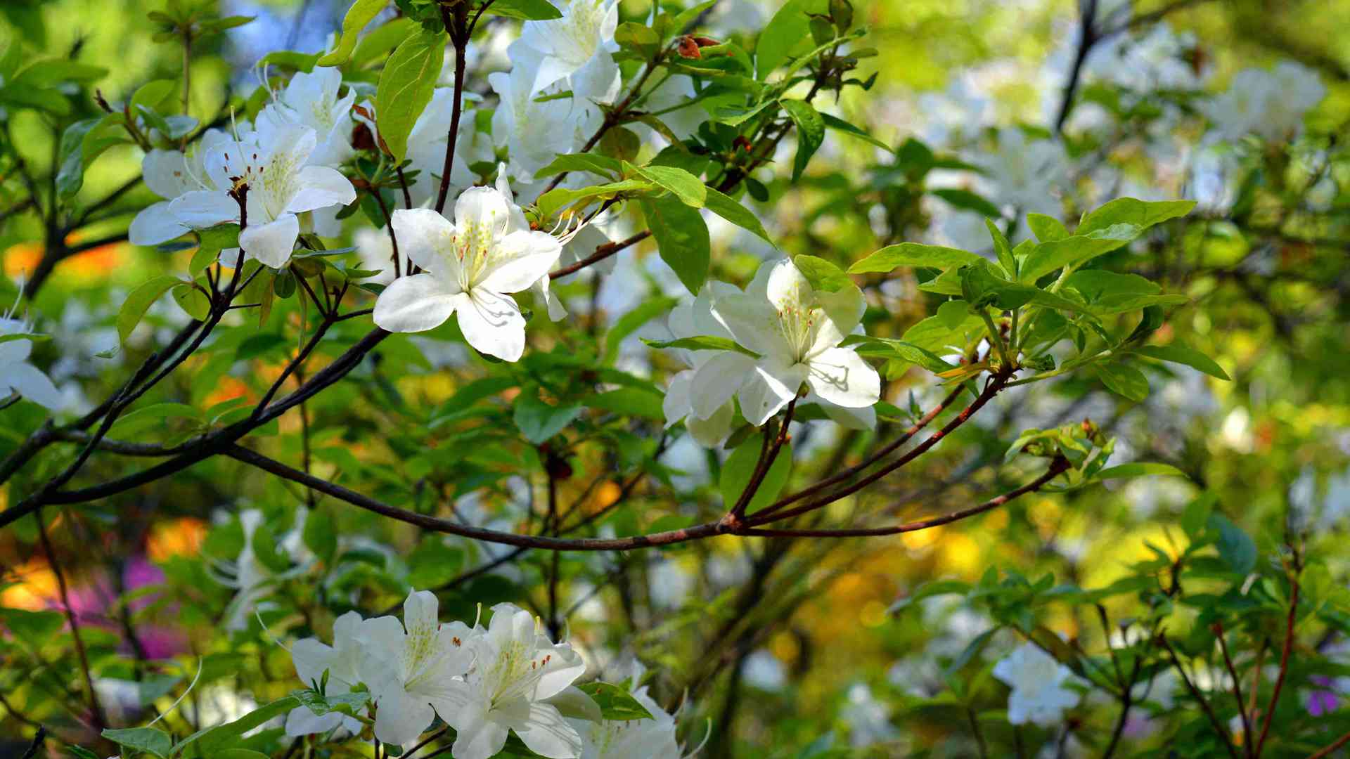 车内微型盆栽方案，抗震防颠簸容器实测，高温停车存活策略