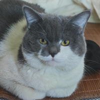 程序猿Tom聊商业