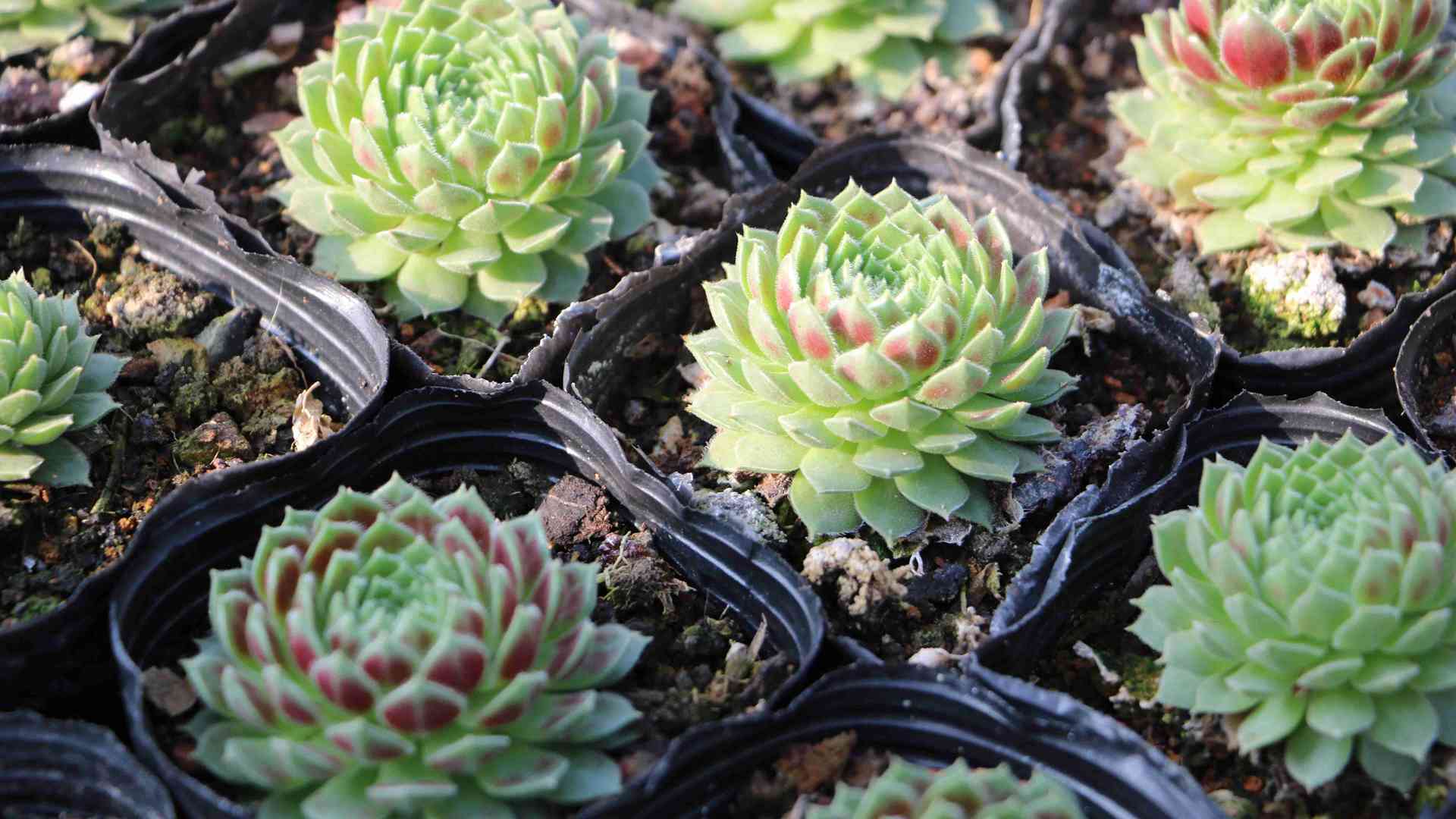 客厅大型绿植挑选，承重与光照双重考量，高层住户避坑指南