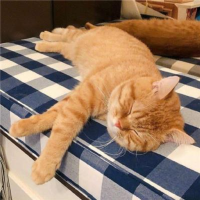 猫谬说剧