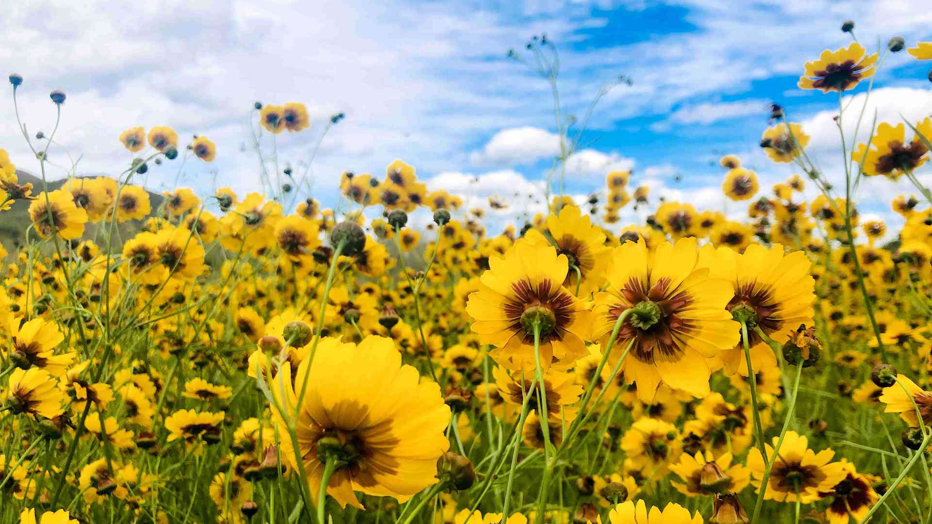 空气凤梨养护悖论，喷水频率与通风公式，银叶品种防烂心指南