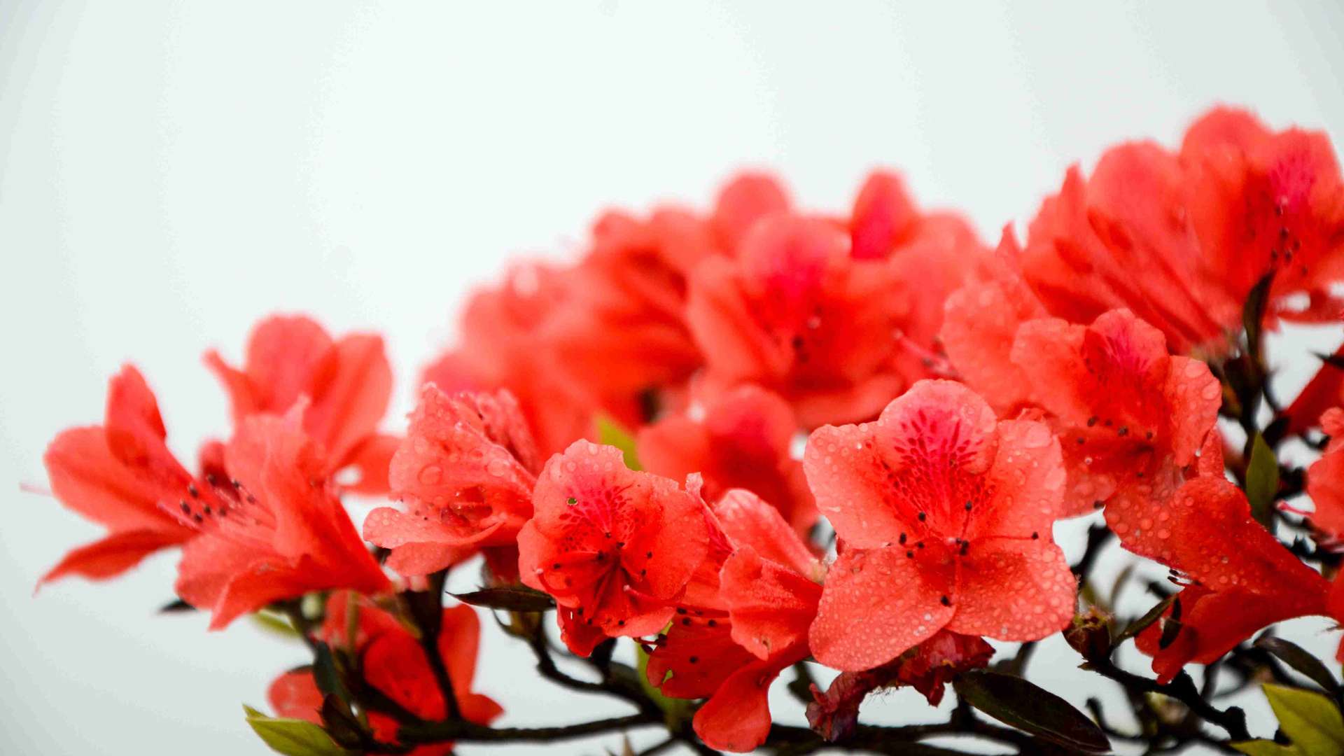 _浇水总烂根？老花匠教你用筷子测土湿度，附不同植物浇水频率对照表_