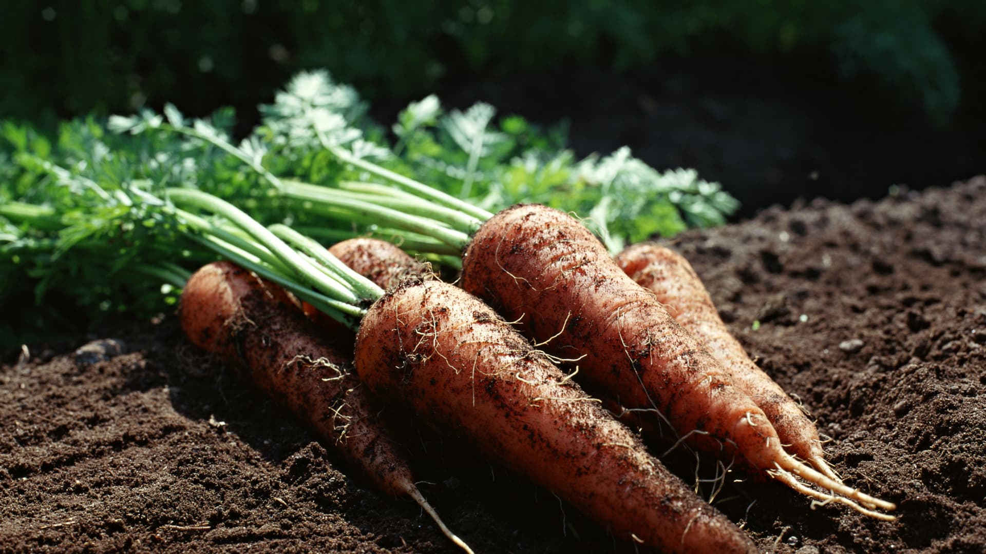 地域病虫害挑战，扁豆病虫害应对要点