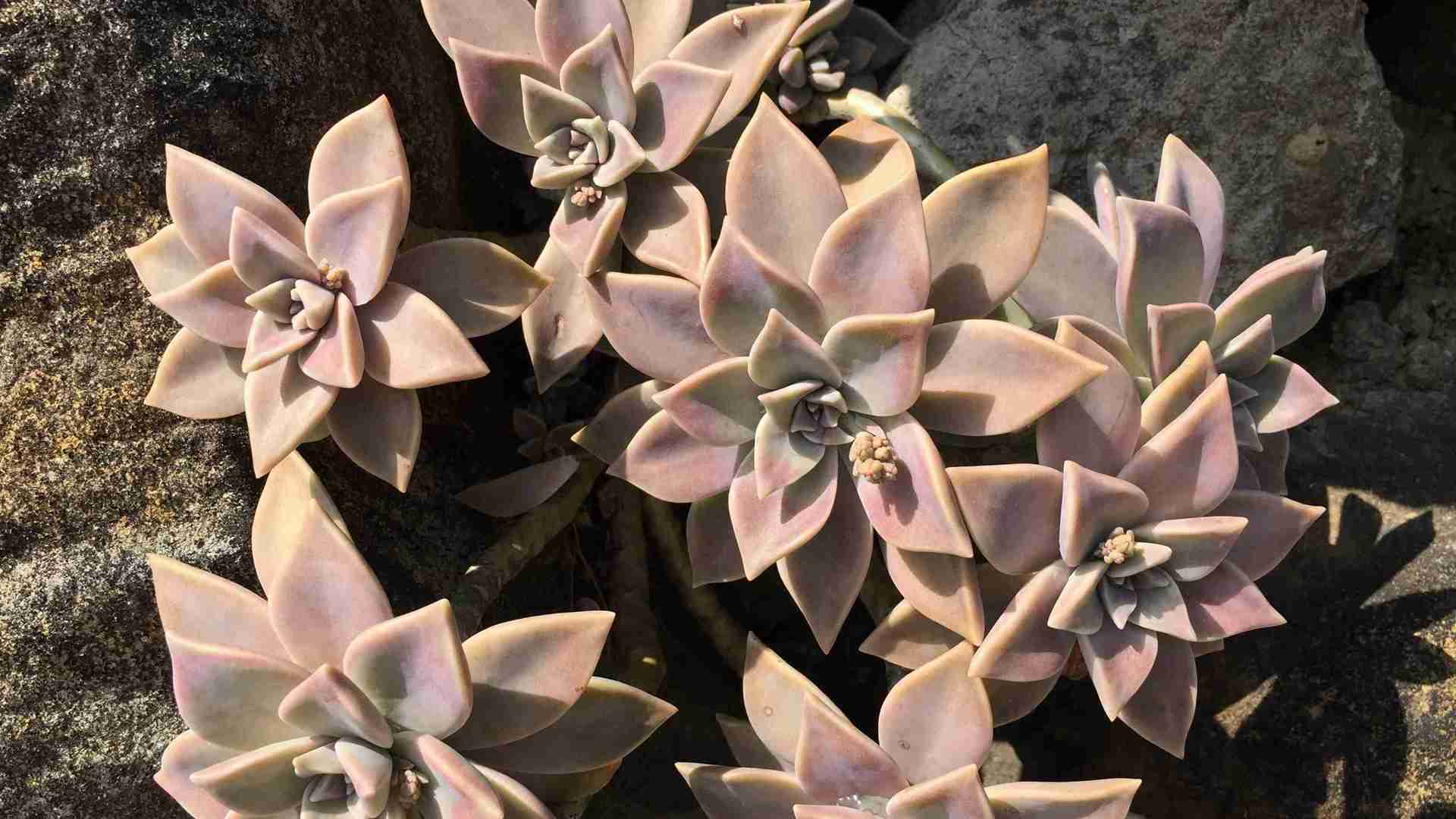 封闭卧室绿植清单，夜间释氧品种实测，助眠组合推荐