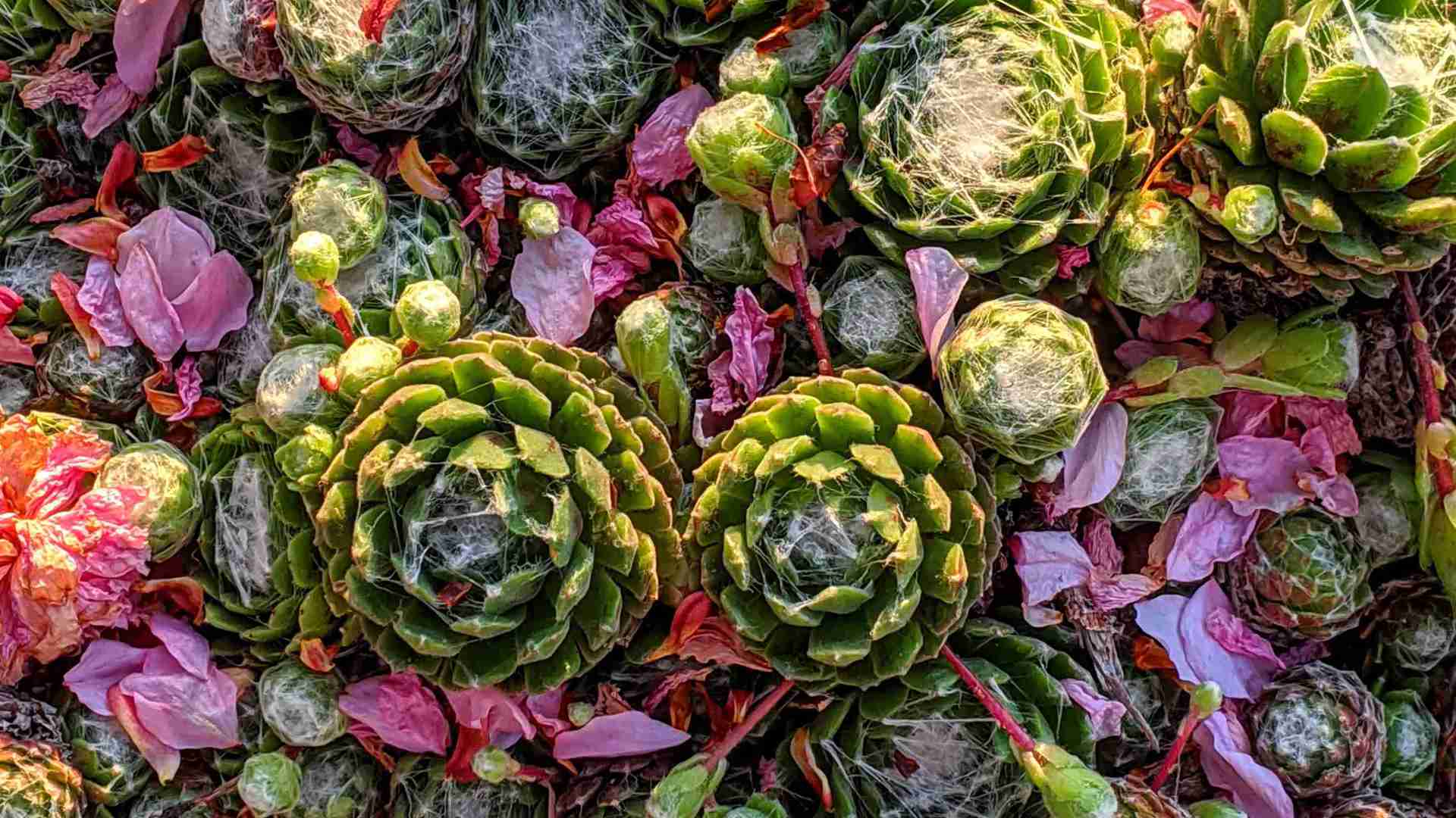 多肉春秋黄金期，新叶生长爆发段，控型上色两不误