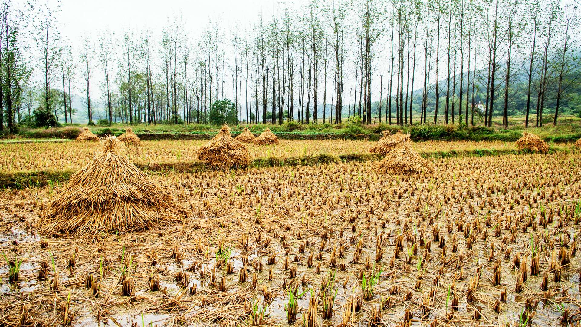 剖析大豆多样种植环境、适宜时段、高产秘诀，丰收希望田野！