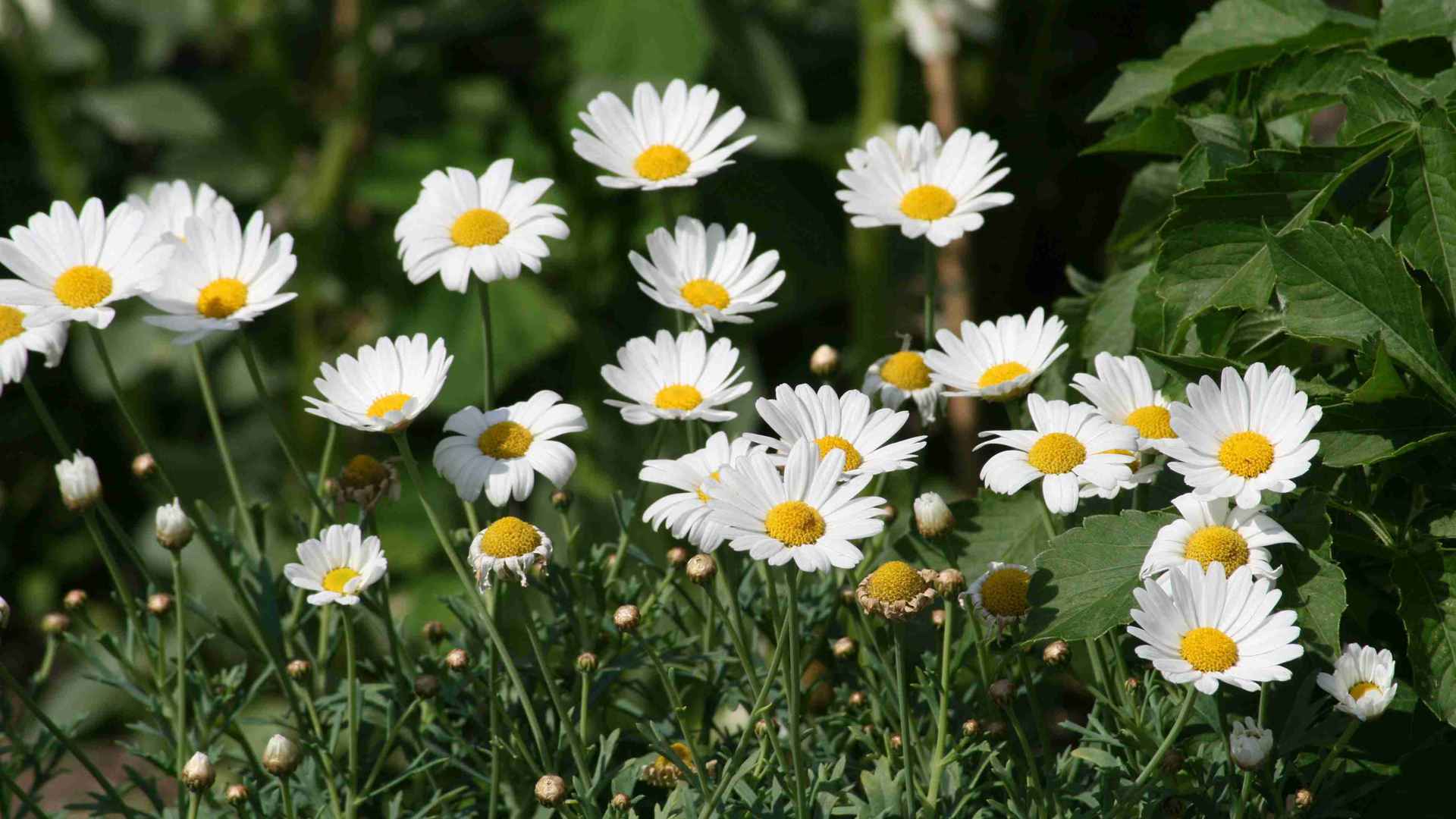 北方多肉老桩修剪，三年定型周期规划，分枝控形有节奏