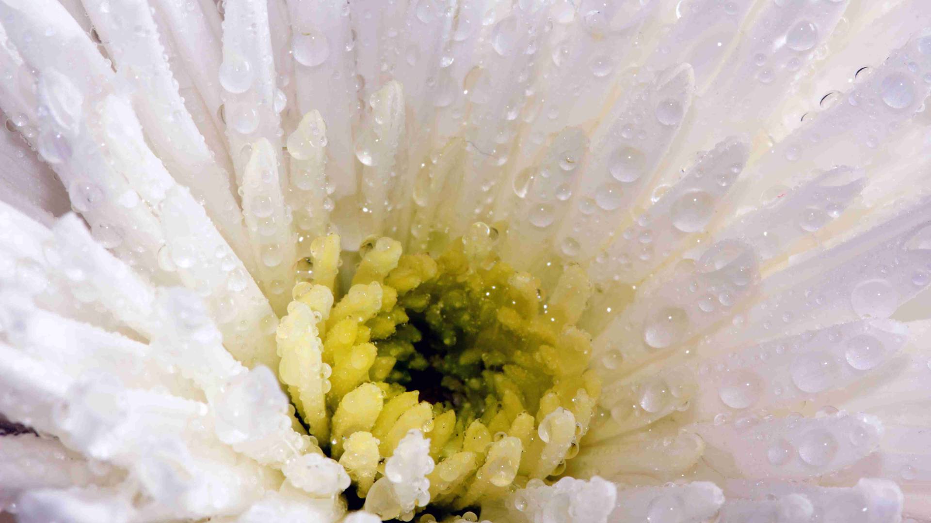 空气凤梨的逆天技能，不靠土壤的生存哲学，悬挂艺术颠覆认知