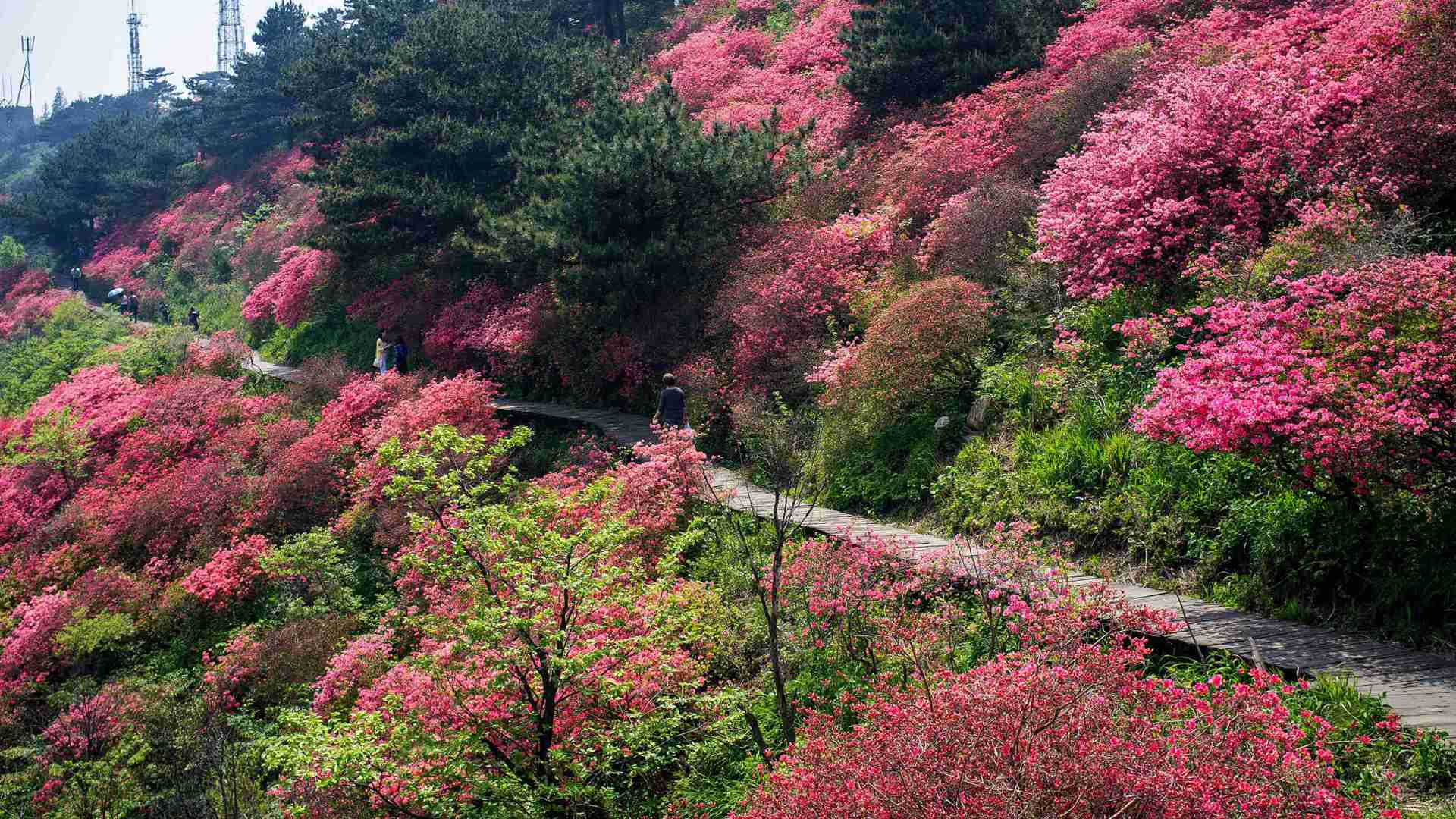 多肉浸盆深度管理，底部湿润层判断技巧，防积水烂根操作要点