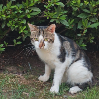 月下水光三两束