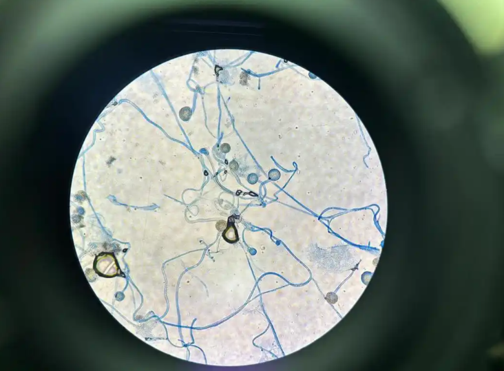 洗内裤机哪个牌子好?2025双十二全网爆卖的十大内衣洗衣机推荐