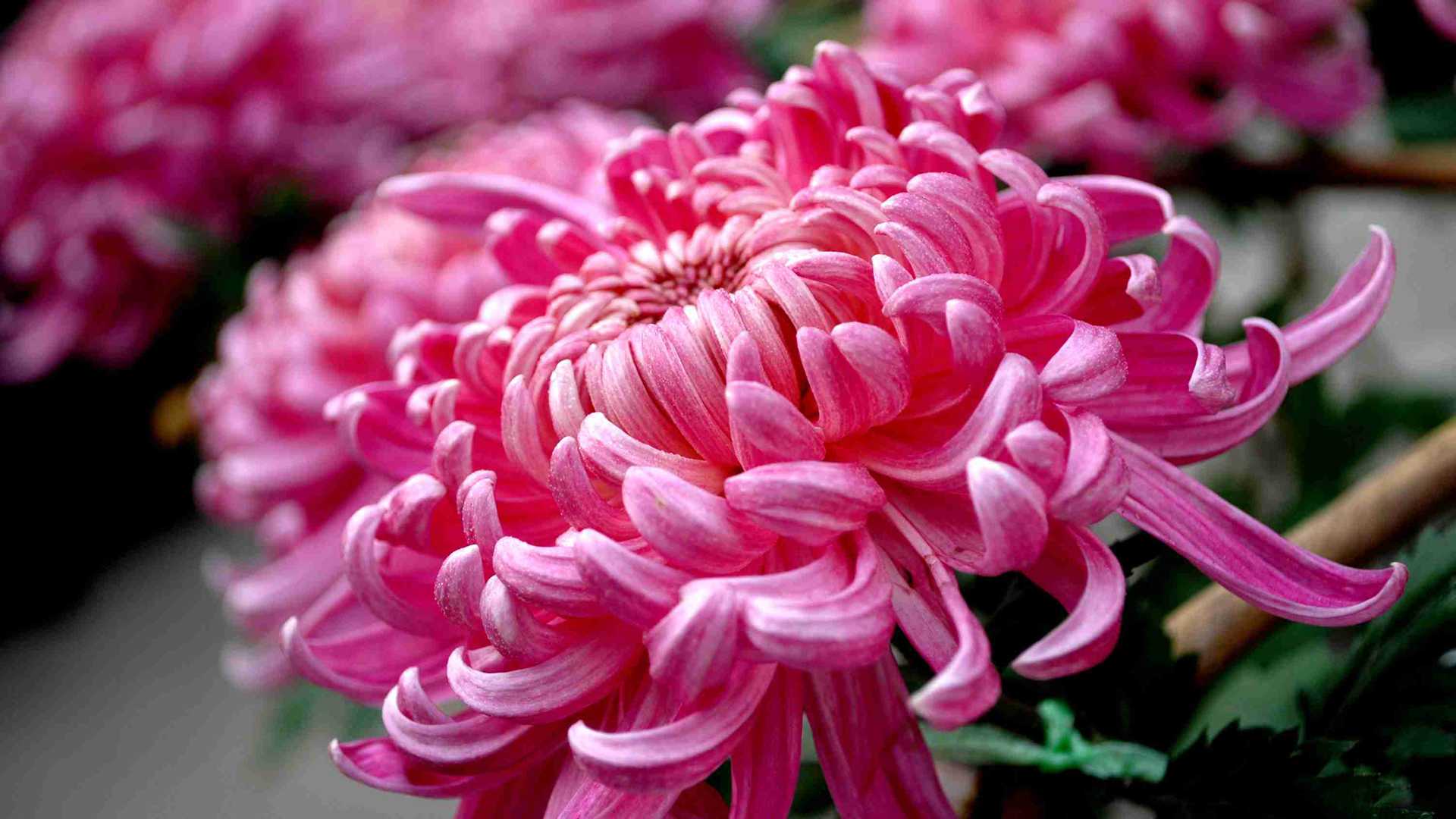 北方多肉防倒春寒，三月养护时间节点，收盆时机要抓准