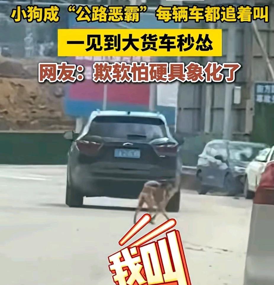 “公路恶霸”小狗狗把欺软怕硬演绎得淋漓尽致，生活中，很多人是不是像这样子？