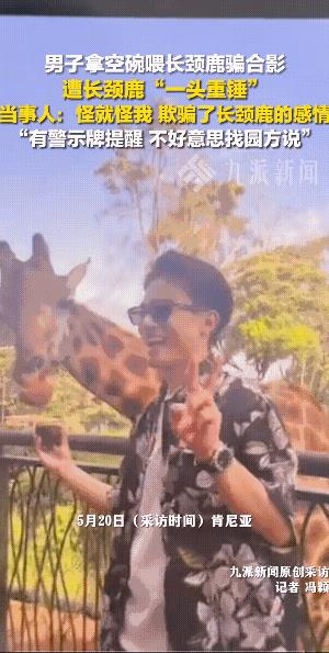 长劲鹿打架，常用的一招就是“头槌”，并且常常是“稳准狠”。
长颈鹿看到是逗它时，