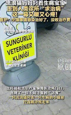 泪目了！土耳其，流浪猫妈妈叼着生病的小猫来人类诊所“治病”，兽医二话不说为其展开
