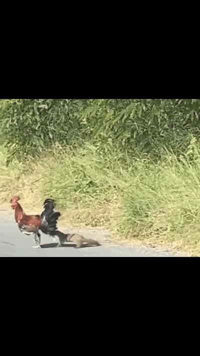 乡村的生活总是充满了戏剧性。就像那只大公鸡和黄鼠狼的拉扯，一个拼命想把对方拉进草