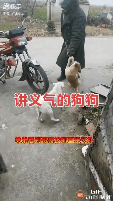 一狗贩子拿长长的铁夹子夹住一条黄狗，黄狗死命挣扎反抗，就在这时，一只白狗英勇地冲