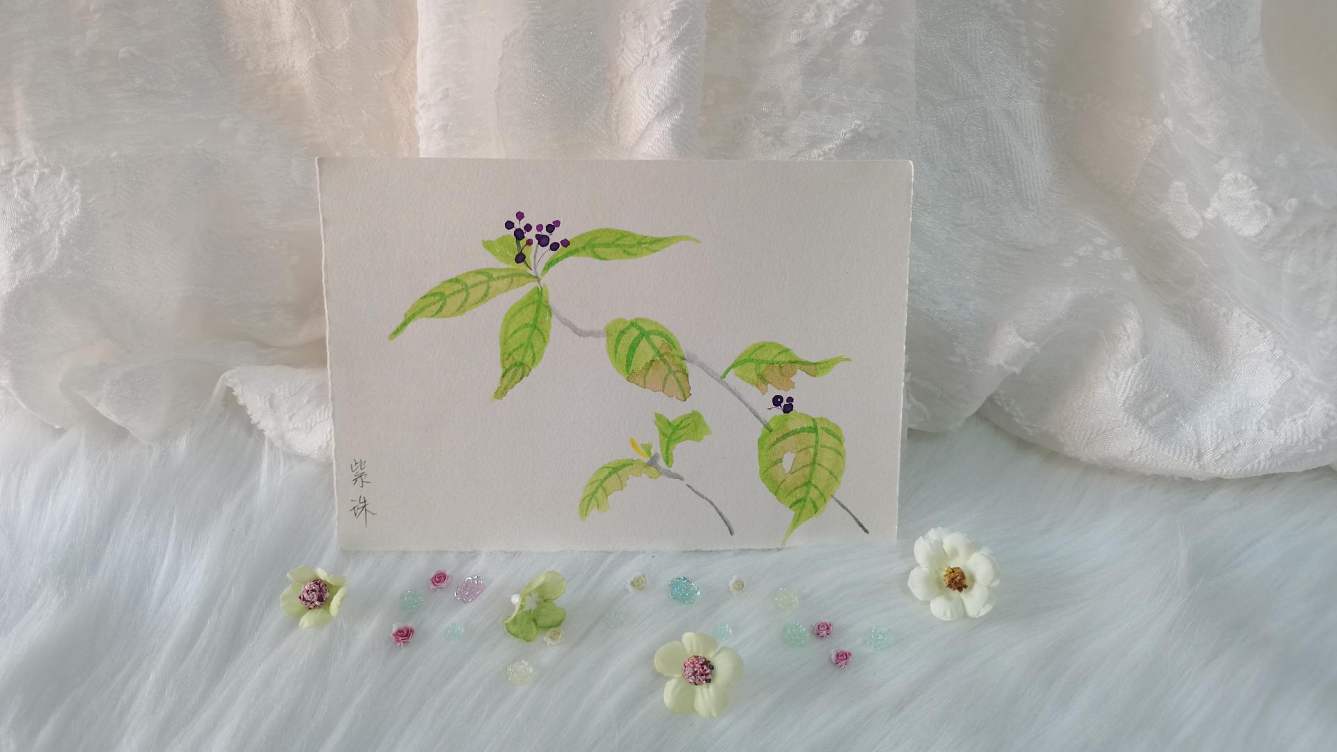 36 紫珠（绘画 | 水彩 | 果花甘05）