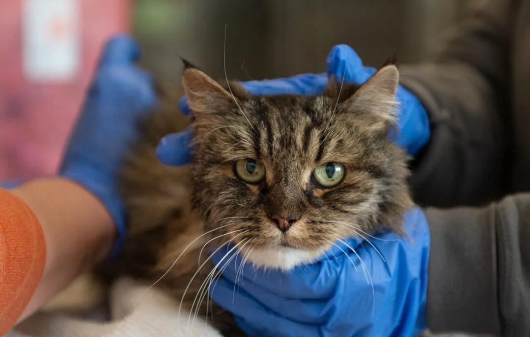 【犹他州：猫咪从120米悬崖坠落奇迹生还，疑似主人不幸身亡。】一只受伤的猫在犹他