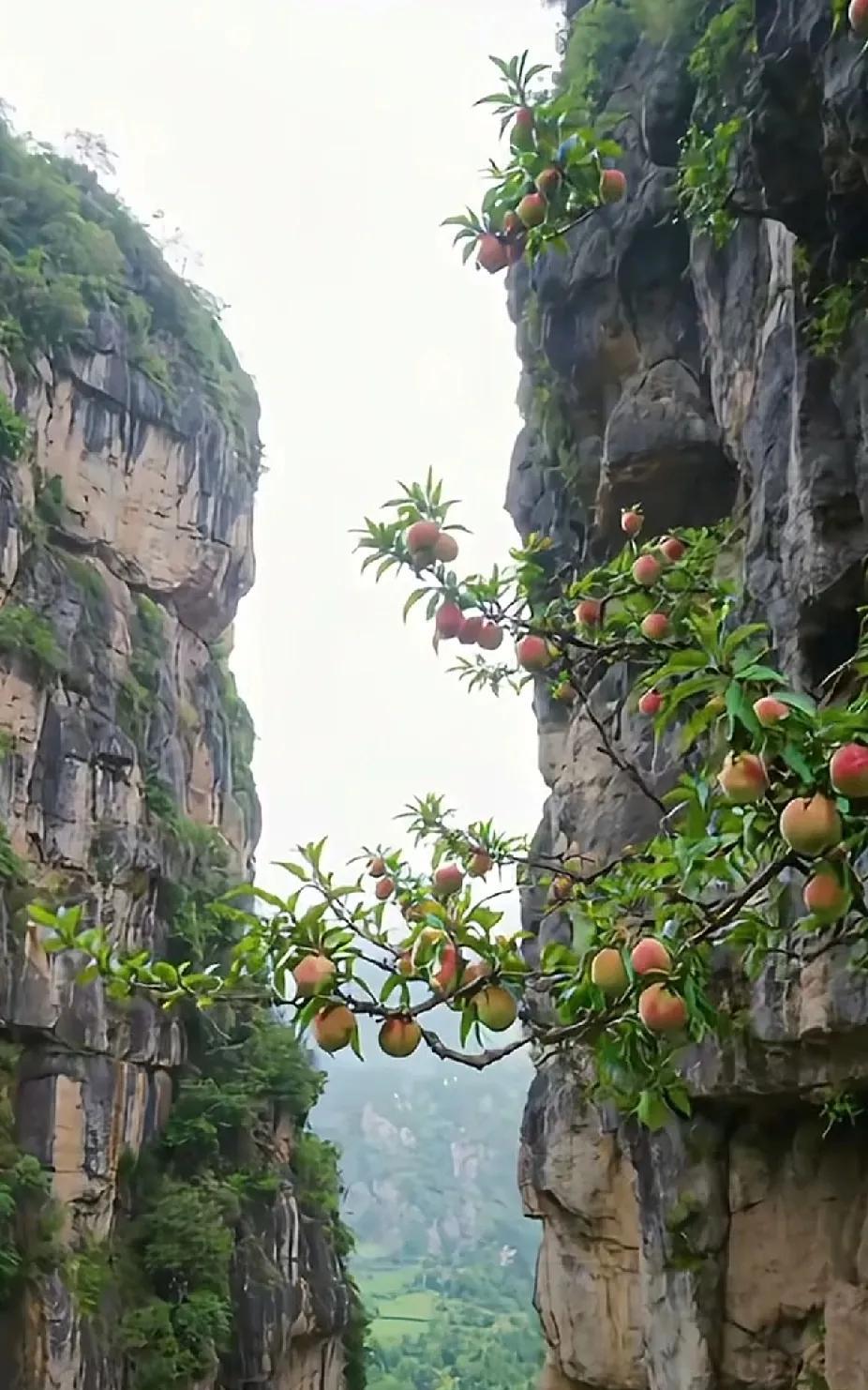蟠桃宴上的仙桃，有人一起去摘吗？