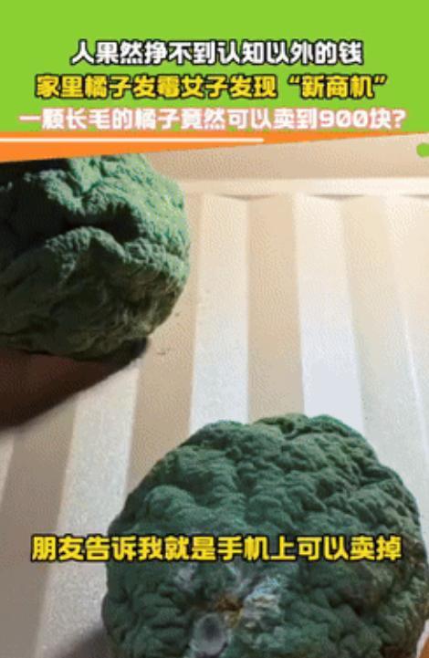 “简直是赚翻了！”3月16日，山东一女子在家中发现了新商机，那就是完全发霉变绿的