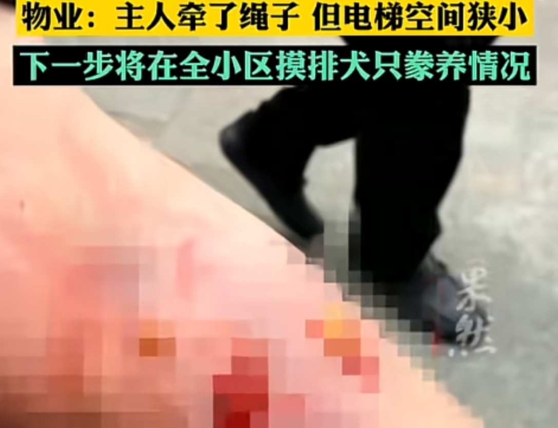 “讹天讹地讹空气”1月，北京一女子乘坐电梯时，被大妈养的狗咬伤小腿，女子当即把小