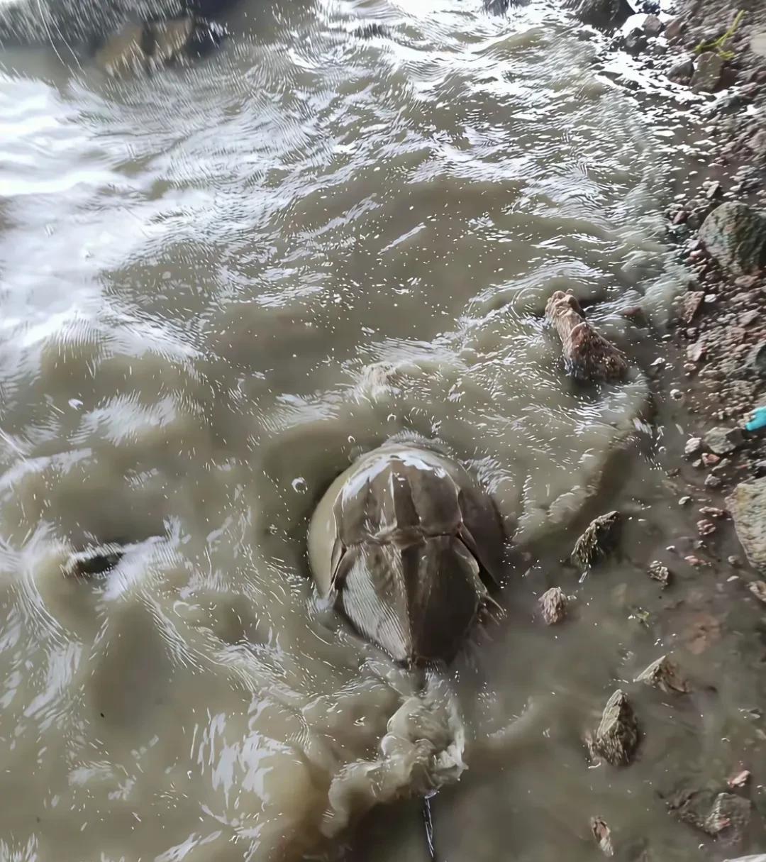 台风后的深圳海边惊险神奇生物，他就是极其稀有的蓝血鲎。