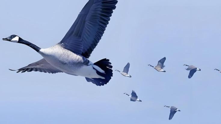 大雁南飞时，为何总排成“人”字？