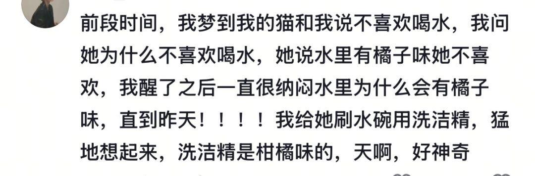小猫不会说话 但小猫会托梦😭