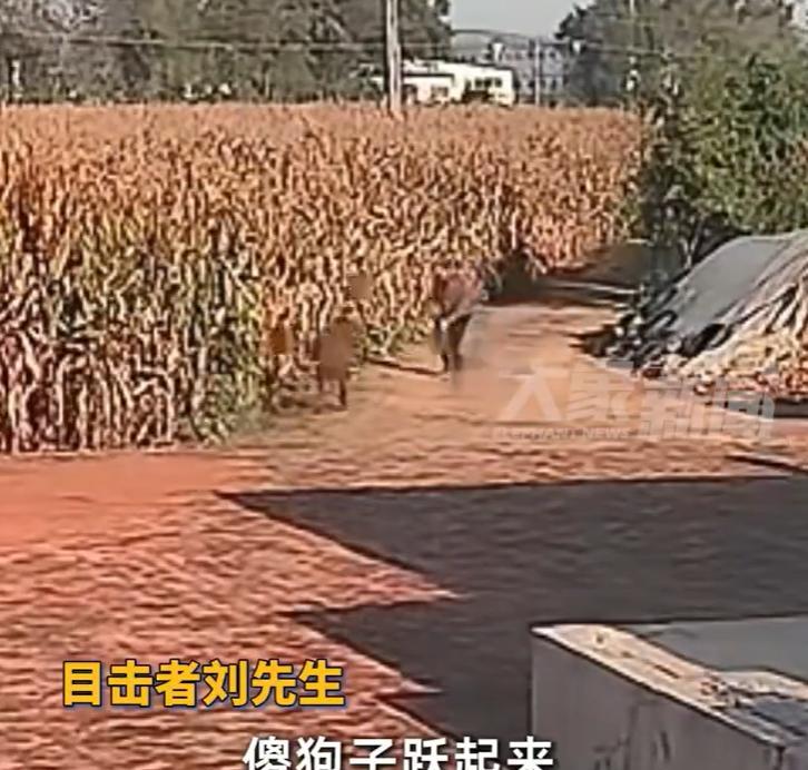 【#傻狍子与村民撞面直接跨过村民头顶#】9月29日采访，辽宁朝阳，“傻狍子”误入