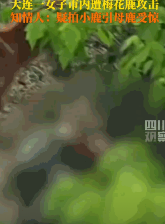 “好奇心惹的祸！”辽宁大连，一只母鹿在地铁站附近产崽，恰好一位女子路过，拿着手机