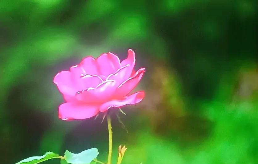 大家好
如果友友来访我不在的话
请陪陪我的花
和花聊聊天
它们很漂亮
很懂事
它