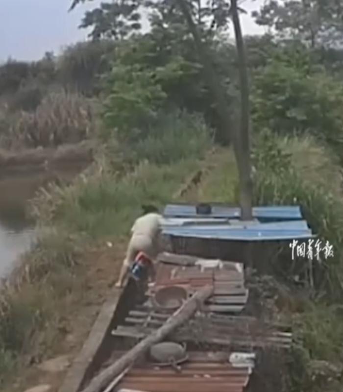 “上辈子拯救银河系了？”浙江金华，女子在喂狗时，一道闪电从天而降，直接将女子给击